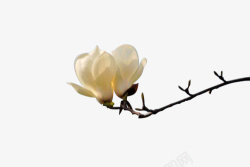 映照唯美特写观赏白玉兰花儿高清图片