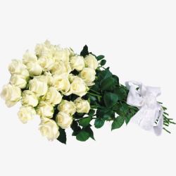 白色枝叶白色玫瑰高清图片
