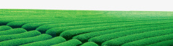 绿色的原野茶叶绿色田地梯田高清图片