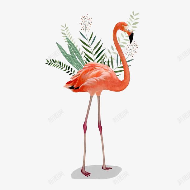 热带火猎鸟和植物png图片免费下载 素材7xswepgvj 新图网