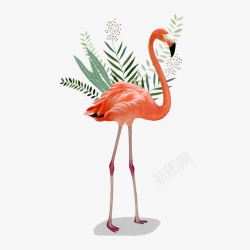 淘宝宣传广告png热带火猎鸟和植物高清图片