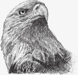 动物速写手绘素描鹰头高清图片