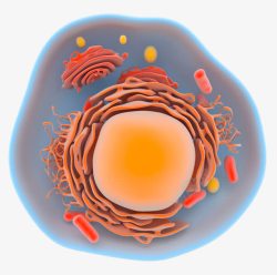 橘色细胞细胞器官立体插画高清图片
