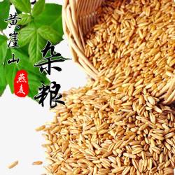 小黄米天猫食品燕麦高清图片