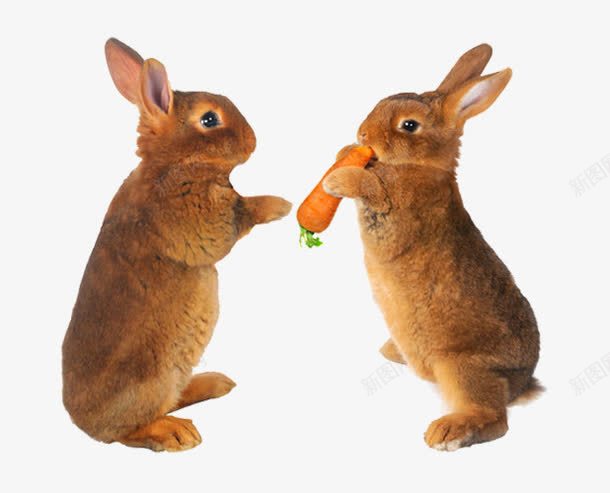 俩只兔子png免抠素材_新图网 https://ixintu.com 兔子 可爱 数量 胡萝卜 衣食住行