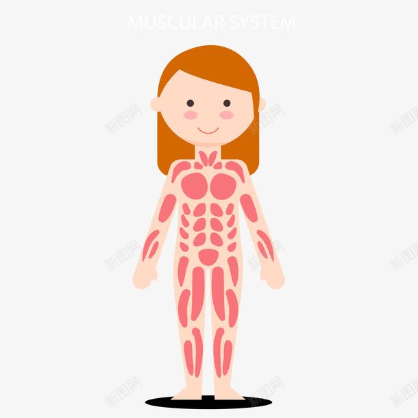 女孩身体解析图png免抠素材_新图网 https://ixintu.com 人体示意图 人体结构图 女孩 女孩身体解析图