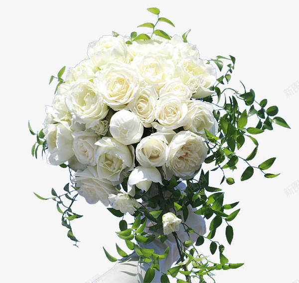 一束美丽的玫瑰花儿png免抠素材_新图网 https://ixintu.com 一束白玫瑰 玫瑰花 白玫瑰 白色玫瑰花 白色花 美丽的玫瑰 花 花儿