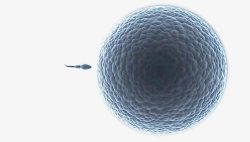 精子进入卵子生物卵细胞高清图片