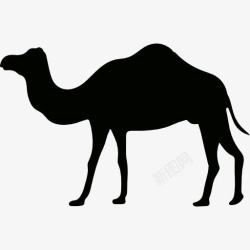 单峰骆驼单峰骆驼图标高清图片