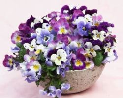 盆花紫色三色堇高清图片