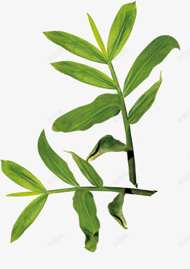 嫩绿的叶子png免抠素材_新图网 https://ixintu.com PNG PNG素材 中药 免费 免费PNG素材 免费素材 手绘 植物 绿色