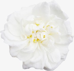 白色牡丹装饰花朵素材