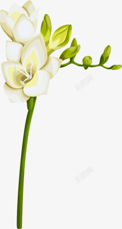 白色藤蔓唯美白色花朵高清图片
