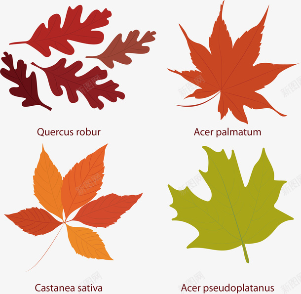 枫叶元素矢量图ai免抠素材_新图网 https://ixintu.com 叶子 四季 植物 生物 矢量图