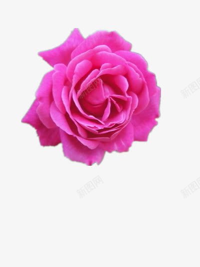 绽放的蔷薇png免抠素材_新图网 https://ixintu.com 图片 粉色 素材 花朵