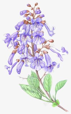 紫色精致优惠卷手绘美丽的紫藤高清图片