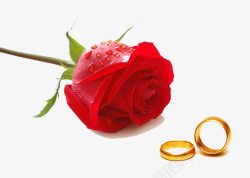 爱情花束背景红玫瑰和对戒高清图片