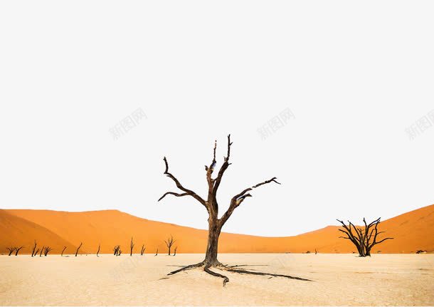 沙漠顽强枯树png免抠素材_新图网 https://ixintu.com 坚强 沙漠枯树 顽强 风沙