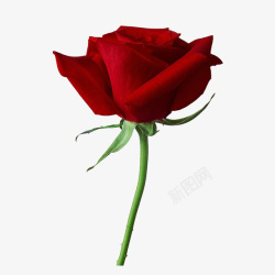 艳丽高贵红色玫瑰高清图片