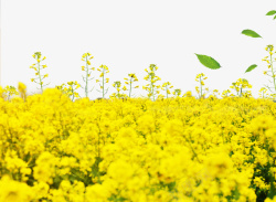 开春季节黄色春季油菜花开高清图片