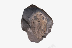 水生生物黑色鹦鹉螺化石实物高清图片