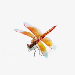 飞舞的蜻蜓蜻蜓飞舞高清图片