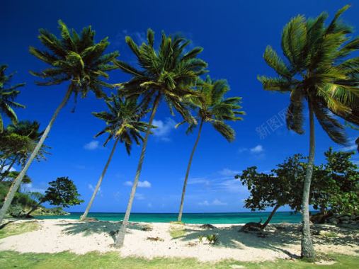 三亚合影沙滩海边椰子树背景