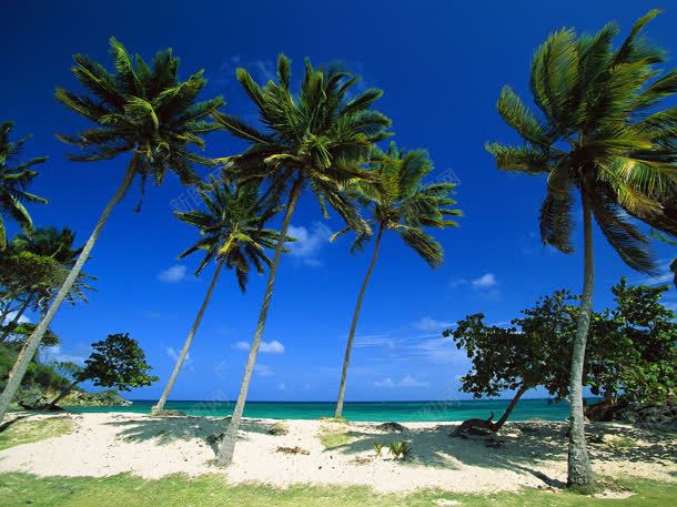 三亚合影沙滩海边椰子树jpg设计背景_新图网 https://ixintu.com 三亚 合影 椰子树 沙滩 海边