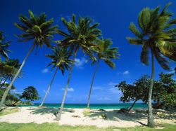 三亚合影沙滩海边椰子树背景