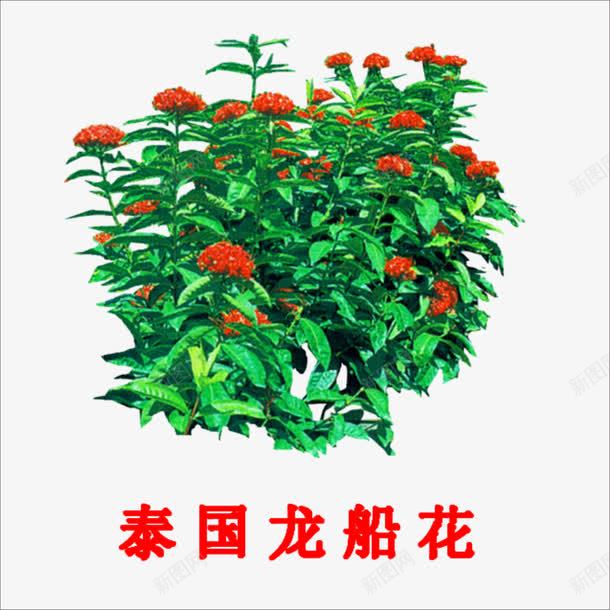 泰国龙船花png免抠素材_新图网 https://ixintu.com 小植物 龙船花