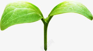 绿色嫩芽希望植物png免抠素材_新图网 https://ixintu.com 嫩芽 希望 植物 绿色