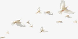 天上飞天上飞的一群鸽子高清图片