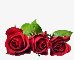 三只红色玫瑰花素材
