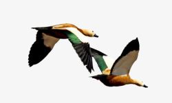 麻鸭飞翔的内蒙古赤麻鸭高清图片
