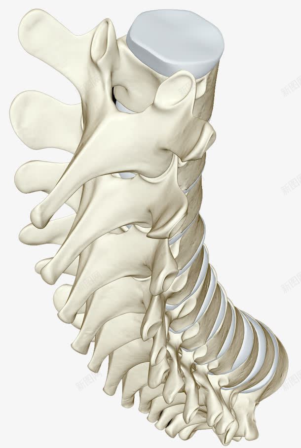 尾端脊椎骨头png免抠素材_新图网 https://ixintu.com 人体结构 医疗图片 生物学 腰椎