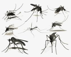 百态水墨画蚊子高清图片
