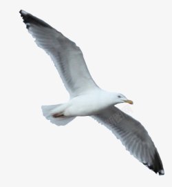 海鸥飞行空中飞行的海鸥高清图片