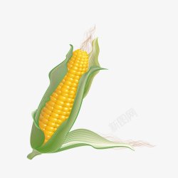 天然五谷杂粮玉米高清图片