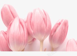 粉色郁金香花朵素材
