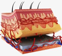 毛细血管皮层组织模型效果图高清图片