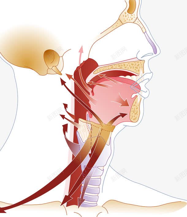 鼻腔空气流动方向png免抠素材_新图网 https://ixintu.com 医疗插图 呼吸道 喉咙 空气流动 鼻腔