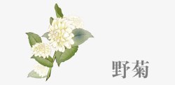 中药菊花汤中药野菊高清图片