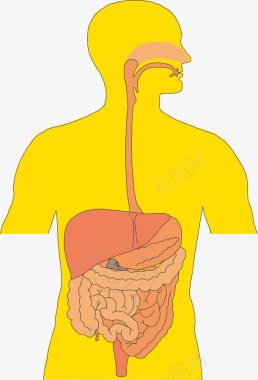 人体五脏器官图标图标