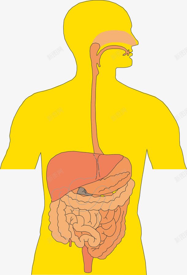 人体五脏器官图标png_新图网 https://ixintu.com 五脏六腑 人体 人体五脏 人体内脏器官 人体器官 内脏 卡通人体器官图标 器官 心 肝脏 肺 胃