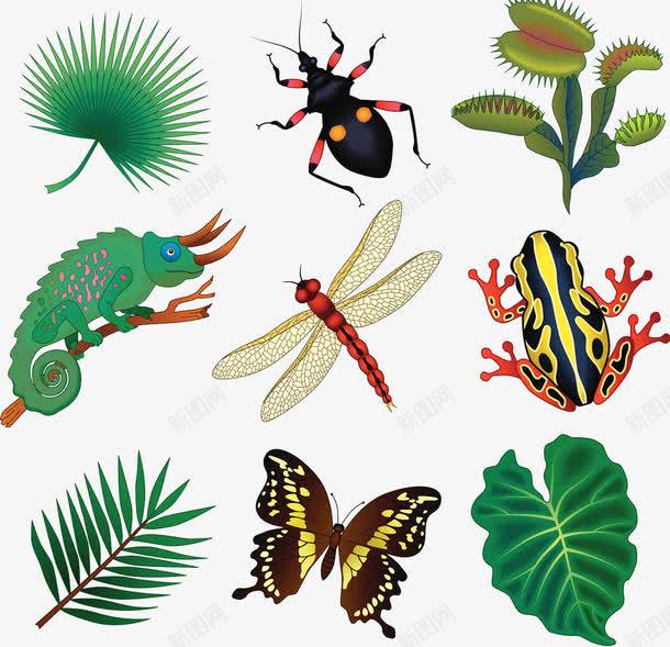 热带雨林植物生物png免抠素材_新图网 https://ixintu.com 热带生物 蕉叶 蜘蛛 蜻蜓 青蛙