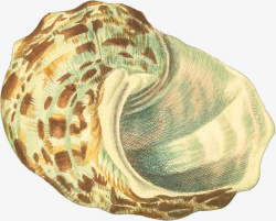 橙色螺壳多样的手绘海6高清图片