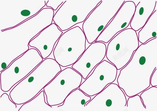 洋葱表皮细胞png免抠素材_新图网 https://ixintu.com 手绘 教学 生物学 示意图 细胞结构 细胞结构图与剖面图