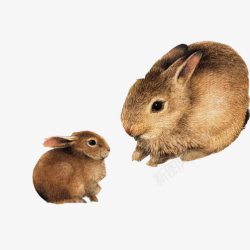 超写实兔子兔子成双入对写实彩绘图高清图片