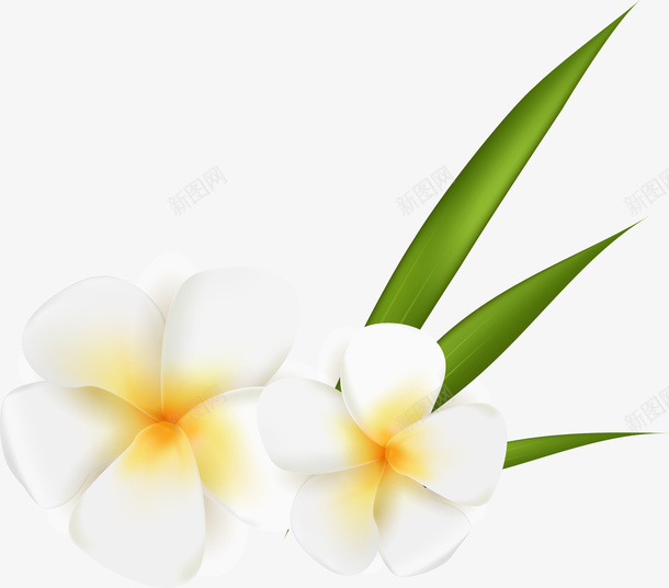 白色花朵装饰png免抠素材_新图网 https://ixintu.com 大自然 栀子花 白色光晕 白色花朵 绿色叶子 花朵装饰