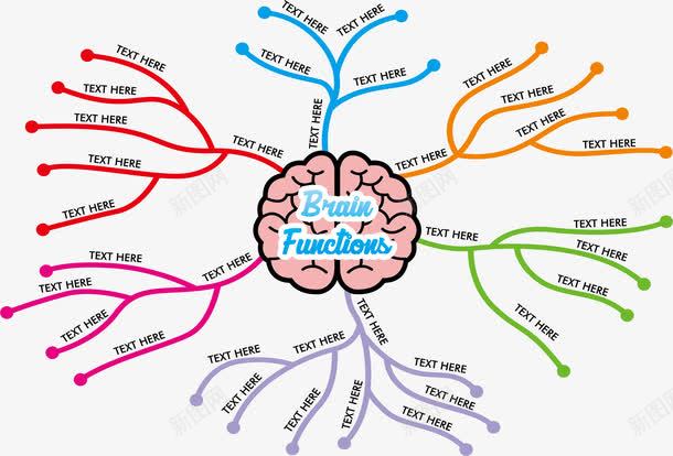 大脑职能图png免抠素材_新图网 https://ixintu.com 中枢神经系统 人脑 头脑 构造 结构介绍 脑神经